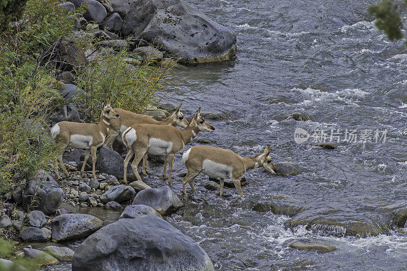 叉角羚(Antilocapra americana)是偶蹄类哺乳动物的一种，原产于北美西部和中部的内陆，发现于黄石国家公园。加德纳河边的母叉角羚。